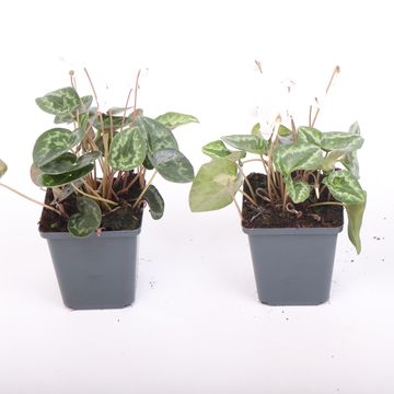 Cyclamen hederifolium WHITE