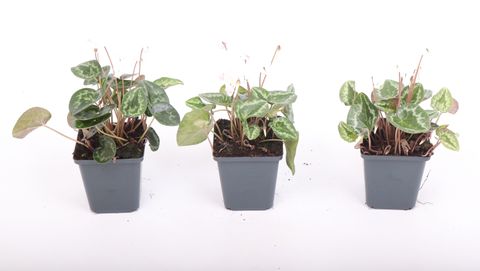 Cyclamen hederifolium WHITE