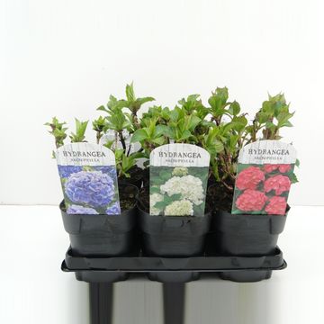 Hydrangea macrophylla MIX