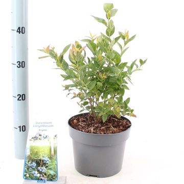 Vaccinium corymbosum 'Brigitta Blue'