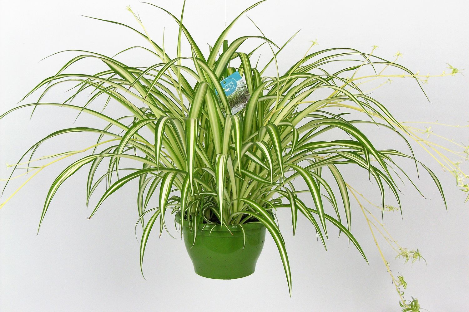 Chlorophytum comosum 'Vittatum' — Plant Wholesale FlorAccess