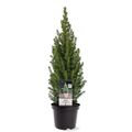 Picea glauca PERFECTA