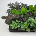 Pilea MIX