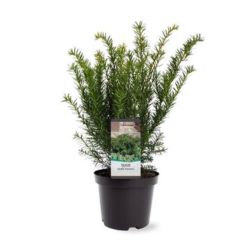 Taxus x media 'Farmen'