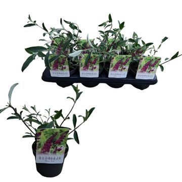 Buddleja davidii 'Royal Red'