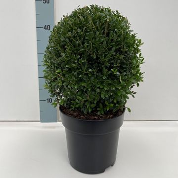 Ilex crenata 'Stokes'