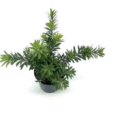 Callistemon viminalis