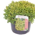Sedum acre