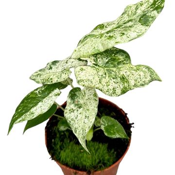 Alocasia macrorrhizos 'Splash'