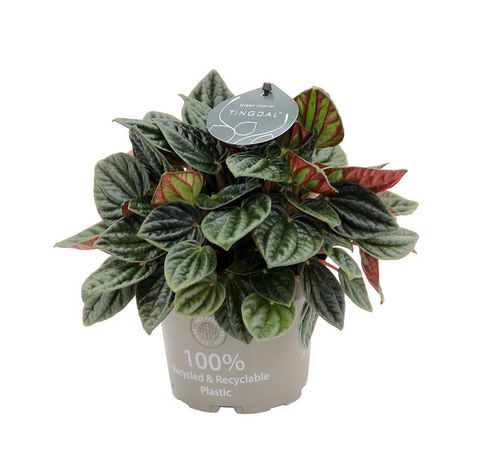 Peperomia caperata 'Amazonas'