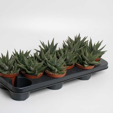 x Gasterhaworthia 'Royal Highness'