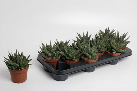 x Gasterhaworthia 'Royal Highness'