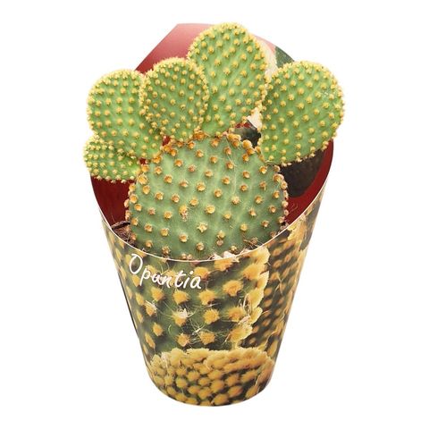 Opuntia microdasys