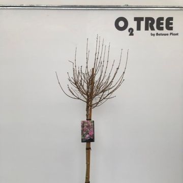 Syringa meyeri 'Palibin'