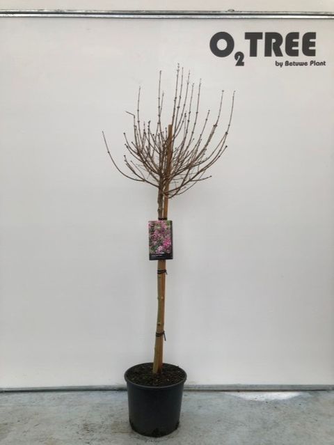 Syringa meyeri 'Palibin'