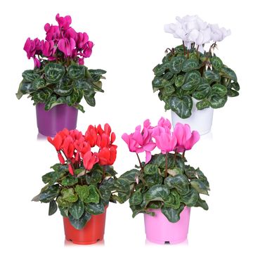 Cyclamen persicum SUPER SERIE S ALLURE MIX