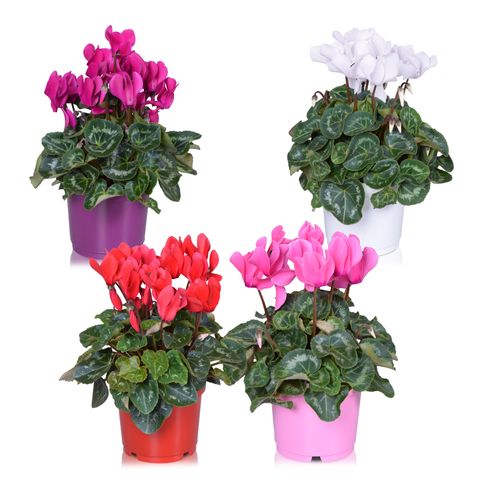 Cyclamen persicum SUPER SERIE S ALLURE MIX