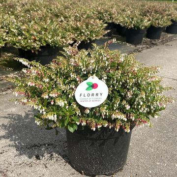 Gaultheria FLORRY