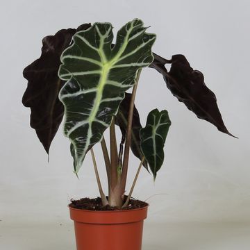 Alocasia 'Polly'
