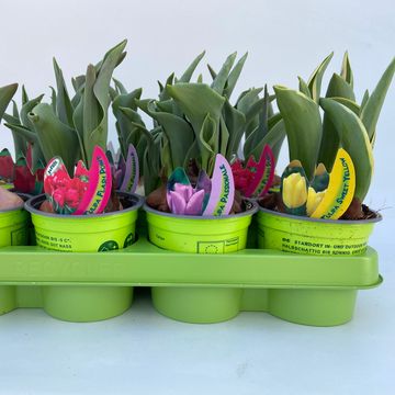 Tulipa MIX