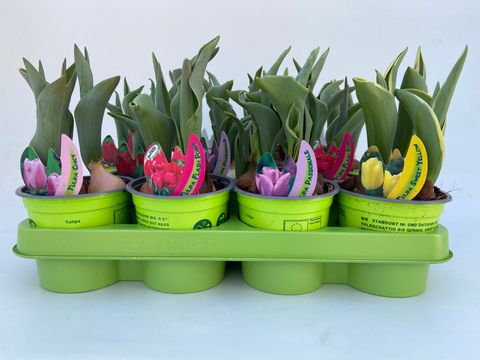 Tulipa MIX