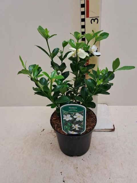 Gardenia jasminoides 'Kleim's Hardy'
