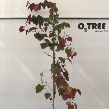 Cercis canadensis 'Eternal Flame'