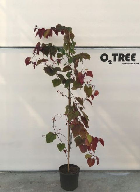 Cercis canadensis 'Eternal Flame'