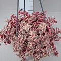Crassula marginalis minuta