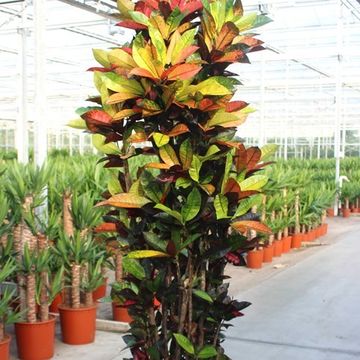 Codiaeum variegatum 'Mrs Iceton'