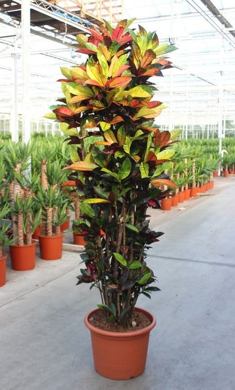 Codiaeum variegatum 'Mrs Iceton'