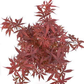 Acer palmatum 'Shaina'