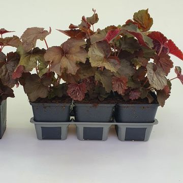 Heuchera micrantha 'Palace Purple'