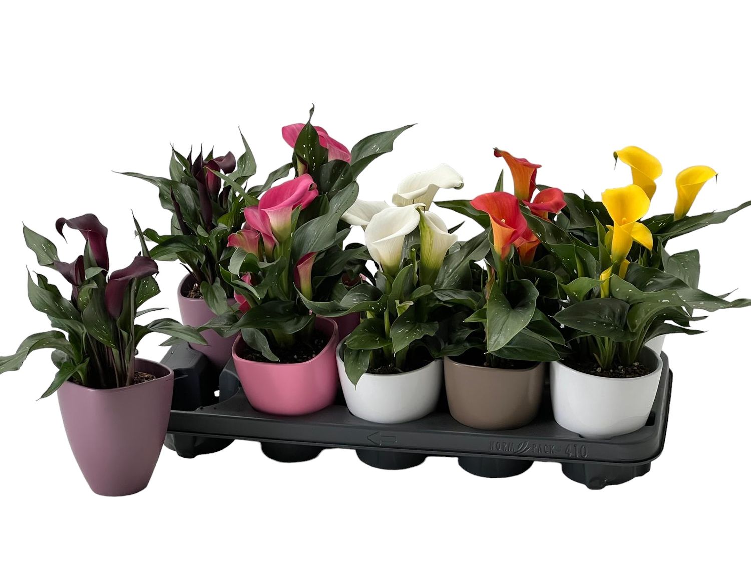 Calla - Zantedeschia - Mélange main image 0