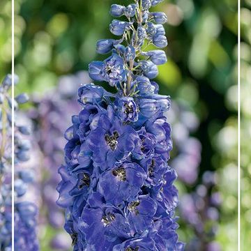 Delphinium 'Magic Fountains Dark Blue'