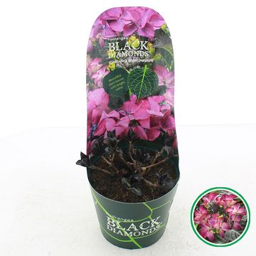 Hydrangea macrophylla BLACK DIAMONDS DARK ANGEL PURPLE