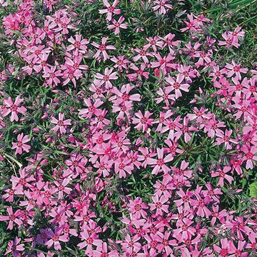 Phlox 'Moerheimii'