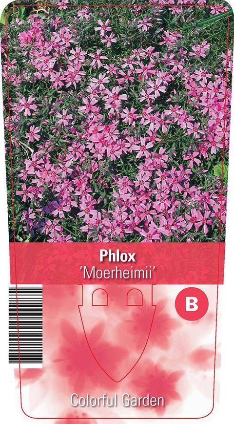 Phlox 'Moerheimii'