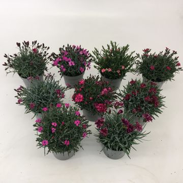 Dianthus chinensis MIX
