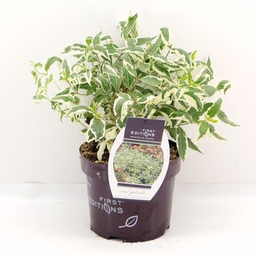 Diervilla sessilifolia COOL SPLASH