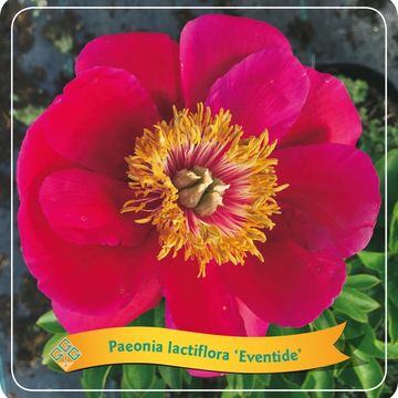 Paeonia 'Eventide'