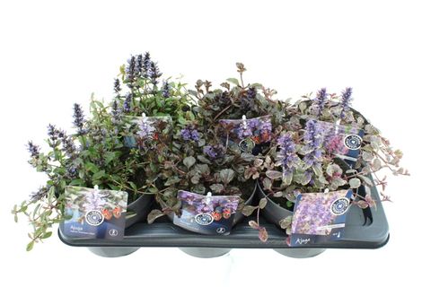 Ajuga reptans MIX