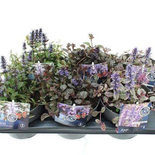 Ajuga reptans MIX