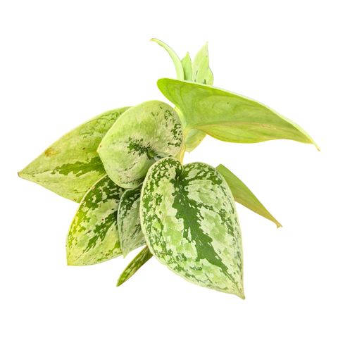 Scindapsus 'Kalimantan Tricolor'