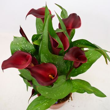 Zantedeschia 'Red Charm'