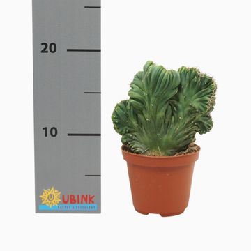 Cereus peruvianus coral