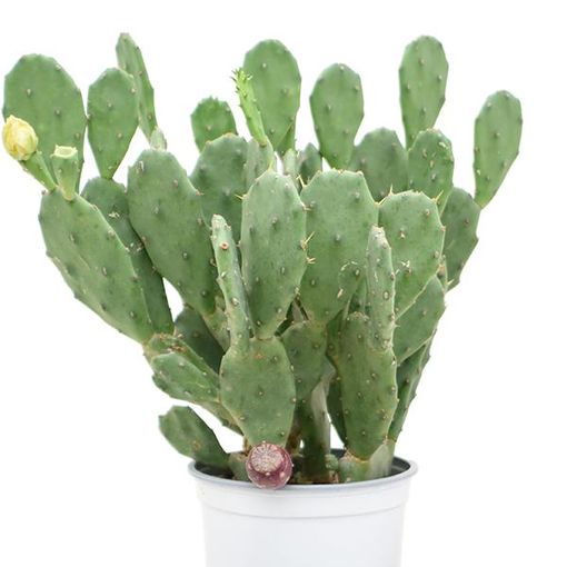 Opuntia vulgaris