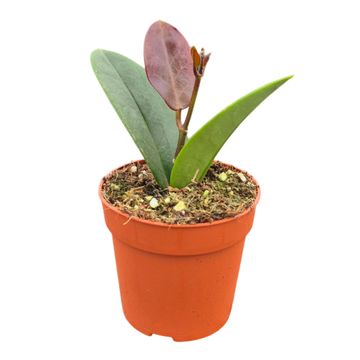 Hoya australis