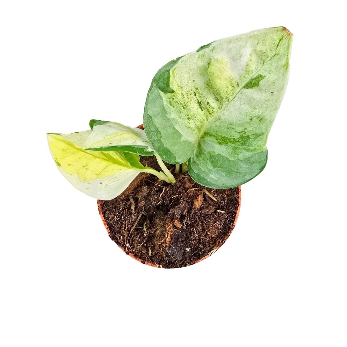 Epipremnum 'Japan Variegata'  Pflanzengrohandel FlorAccess