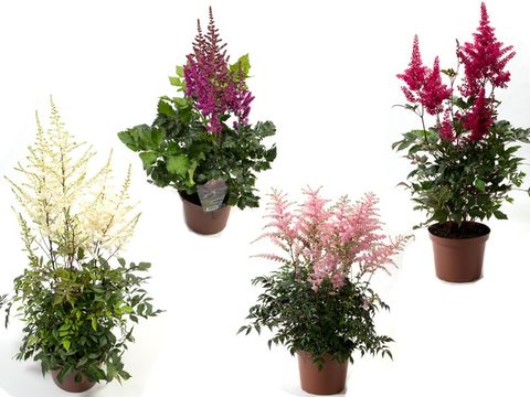 Astilbe ARENDSII MIX